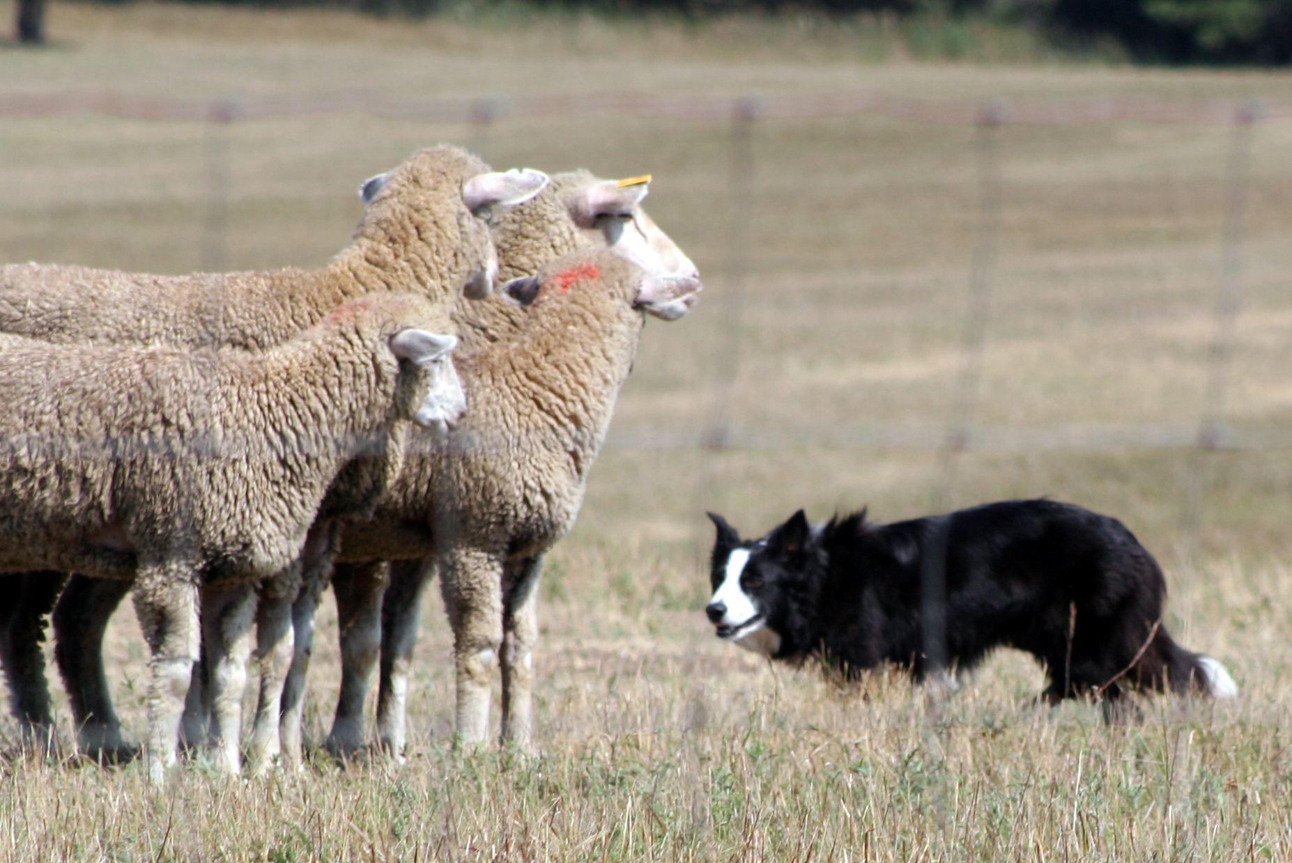 Sheep Dog