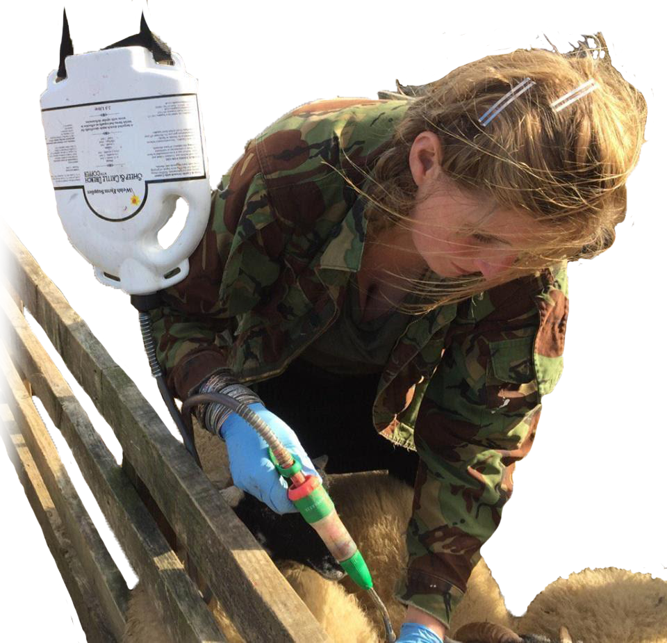 Putting Your Livestock First Welsh Farm Supplies